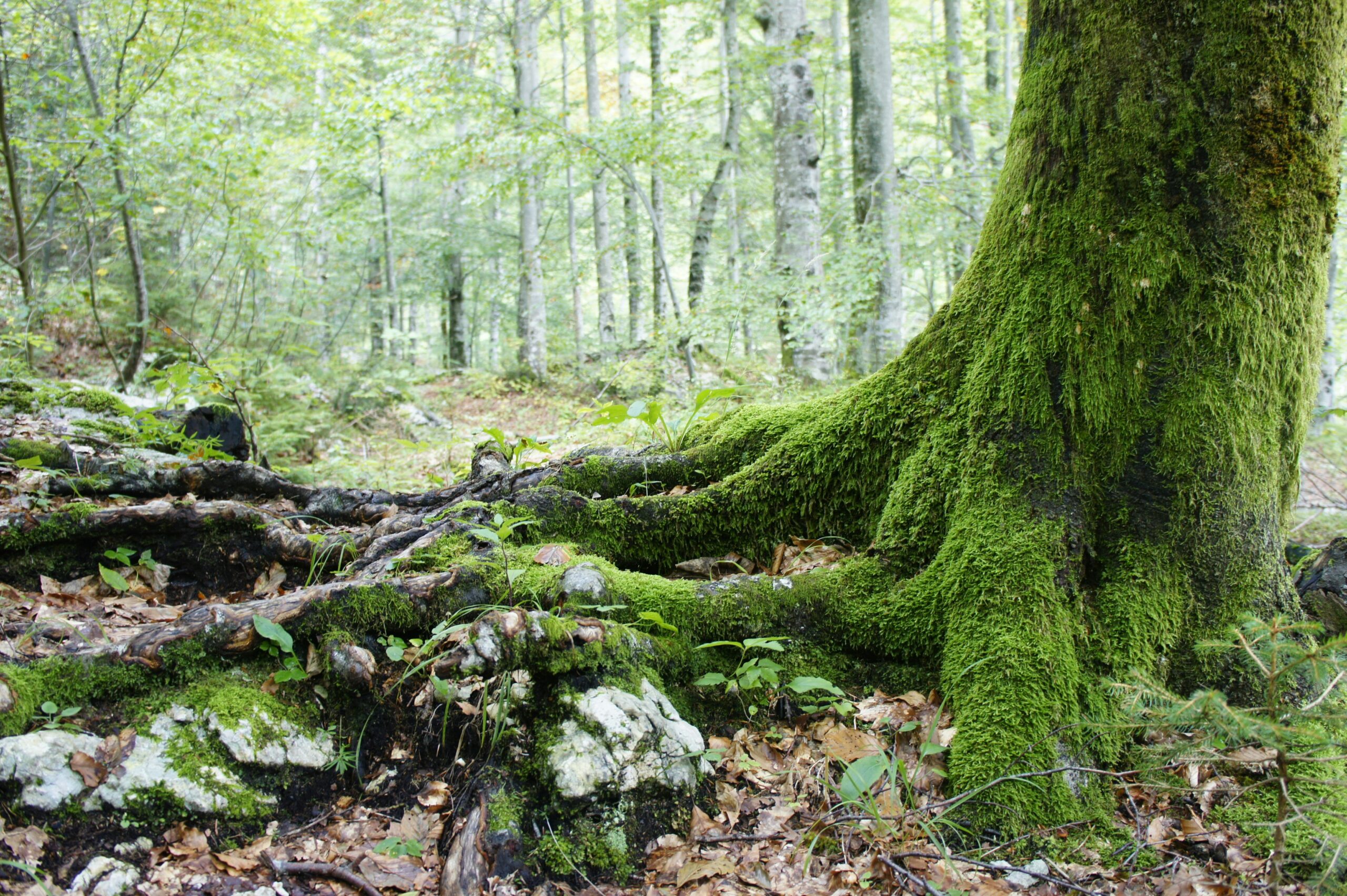 Moss-covered tree roots in a forest